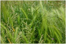 Grass