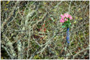 Hawthorn bouquet
