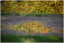 Leaf River