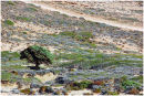 Rhodian Landscape