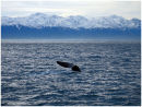 Sperm whale diving