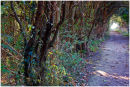 Woodland Path