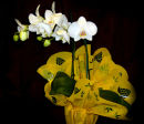 Orchid