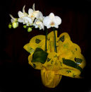 Orchid Plant