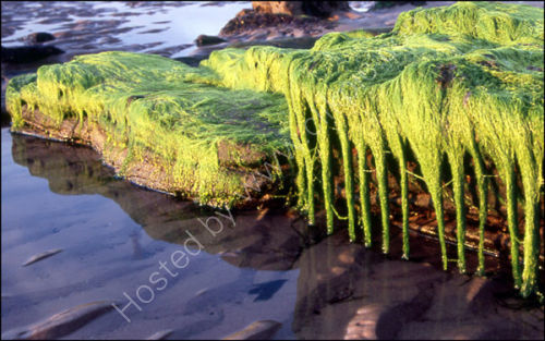 West Beach, 
Lossiemouth.