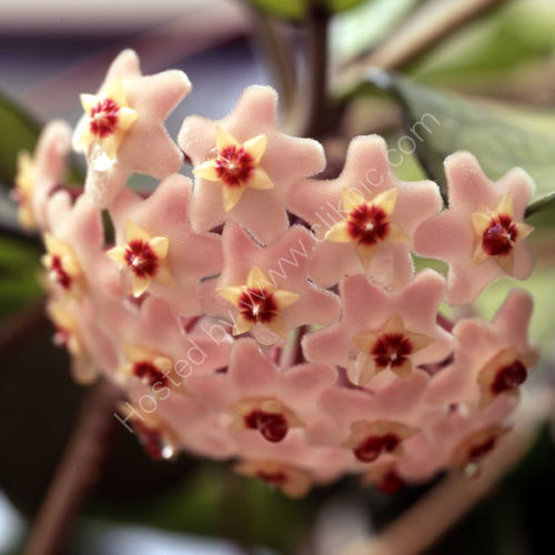 Hoya.