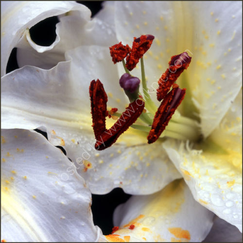 Lily.