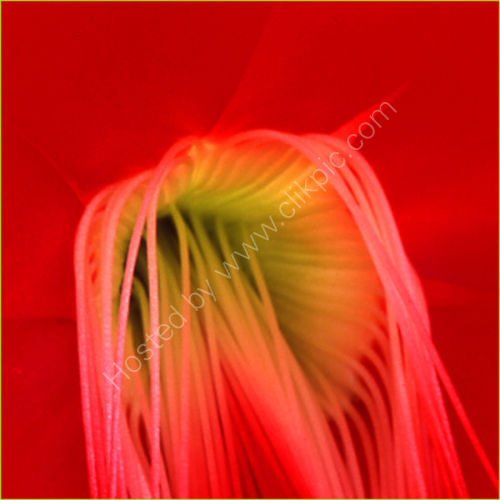 Cacti flower.