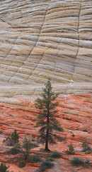 Lone Pine