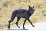 Black Wolf of the Canyon Pack, Yellowstone National Park