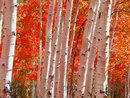 Autumn Colours