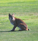 Bobcat