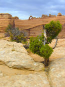 Arches