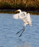 Great White Egret