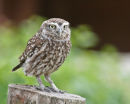 Little Owl