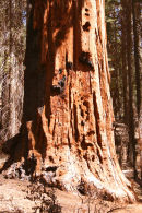 Yosemite National Park