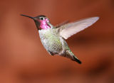 Annas Hummingbird. Sedona, Arizona