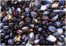Shells on rock