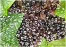 Dew on cobweb
