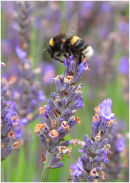 Bee on lavender