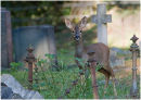 Young deer in churchyard