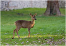 Young deer in churchyard