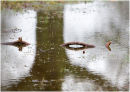"Pond-Ness" Monster