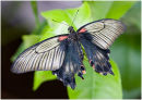 One of the Mormon group of butterflies, possibly a Great Mormon