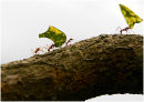 Leaf-cutter ants