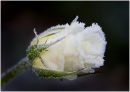 Frozen rose