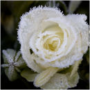 Frozen rose