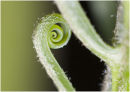 Fern