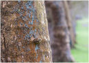Tree bark