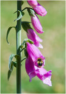 Foxglove & Bee