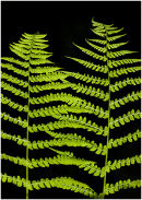 Fern