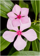 Madagascar Periwinkle