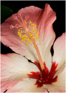 Hibiscus storckii