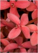 Maranta leuconeura