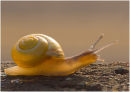 Snail in sunset