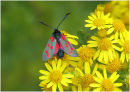 Six-Spot Burnet Moth