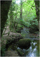 Woodland