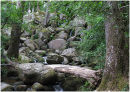 Woodland