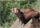 Polecats