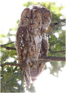 Owls