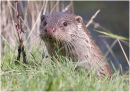 Otter