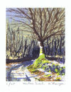 Winter Birch