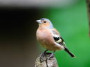 Chaffinch