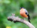 Bullfinch