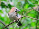 Jay