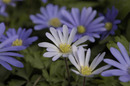Felicia amelloides